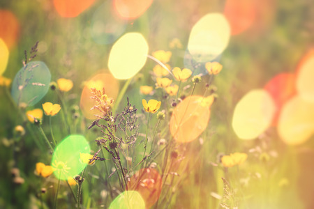 Beautiful meadow flower, buttercup flower in grass lit by sun lightの写真素材