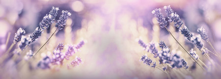 Selective focus on lavender flower, lavender flowers in flower garden