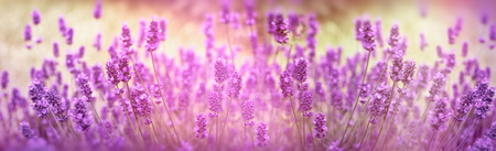 Selective focus on lavender flower, lavender flowers lit by sunlight in flower gardenの写真素材