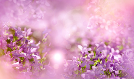 Selective and soft focus on purple flowers  -  purple flowers in spring, in meadow close-upの写真素材