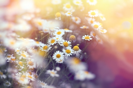 Beautiful flowering wild chamomile in spring - beautiful natureの写真素材