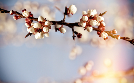 Bud, buds on fruit tree - nature is awake, new life beginsの写真素材