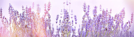 Selective focus on lavender flower in flower garden - lavender flowers lit by sunlightの写真素材