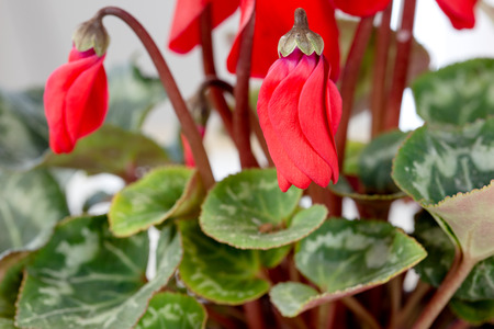 Cyclamen bud close-up, flower cyclamen in pot for decorationの写真素材