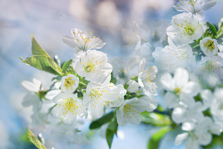 Flowering - blooming cherry tree, cherry branch lit by sun raysの写真素材