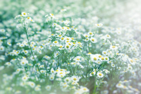 Beautiful flowering in spring - daisy flower (wild chamomile)の写真素材