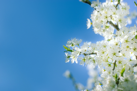 Flowering fruit tree, blossom fruit branch and blue sky - beautiful natureの写真素材