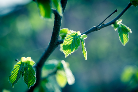 Fresh spring, young leaves in forest - beautiful nature in spring, awakening of natureの写真素材