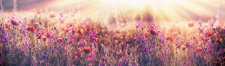 Flowering poppy flower - beautiful poppy flower and purple flowerの写真素材