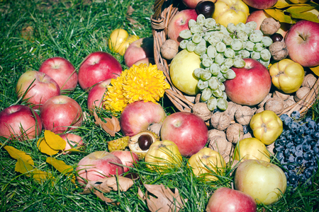 Organic, seasonal, autumn fruit in wicker basket on grassの写真素材