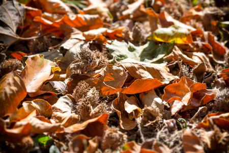 Ground in forest covered with leaves and forest fruits, beautiful nature in autumnの写真素材