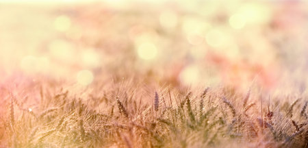 Wheat field, agricultural (crop field) field lit by sunlight in late afternoonの写真素材