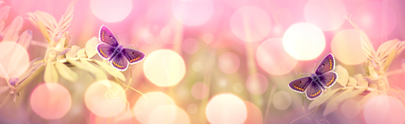 Butterfly on flower, selective focus on butterfly - beauty in natureの写真素材