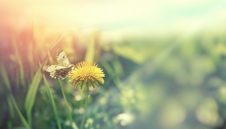 Selective focus on white butterfly - butterfly on dandelion flower in meadowの写真素材