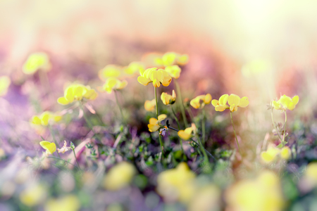 Selective focus on yellow flower, flowering flowers in meadowの写真素材