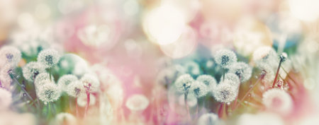 Dandelion seeds, selective and soft focus on dandelion seeds, dandelion in meadow in springの写真素材