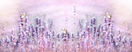 Selective focus on white butterfly on lavender flower in flower gardenの写真素材