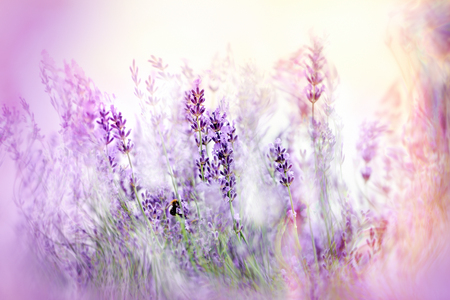 Beautiful lavender flower, lavender flowers in flower gardenの写真素材