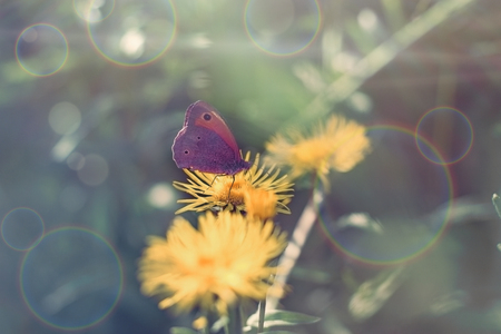 Butterfly on yellow flower, purple butterfly colecting polen and nectar - beautiful nature in springの写真素材