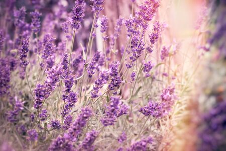 Lavender flower in flower garden, selective and soft focus on flowersの写真素材