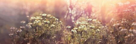 Chamomile in meadow, flowering wild chamomileの写真素材