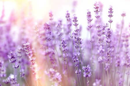 Soft focus on lavender flower, lavender flowers lit by sunlightの写真素材