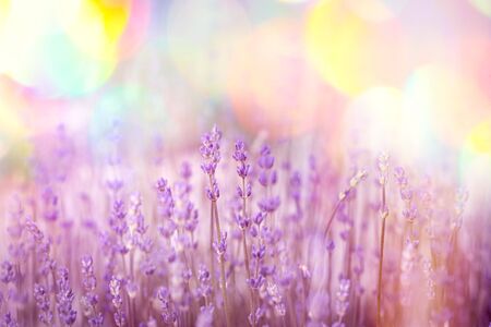 Flowering - blooming lavender flower, beautiful nature in my flower gardenの写真素材