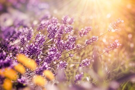 Beautiful lavender flowerの写真素材