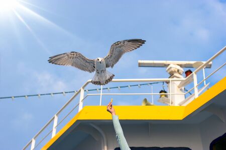 Seagull flies, gull lookig for food from tourists - travelersの写真素材