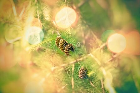 Pinecone (cone) on branch on Christmas treeの写真素材