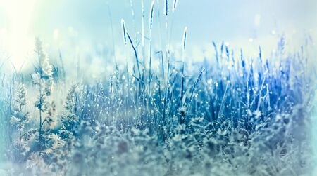 Frozen dew, frosty dew on grass in meadowの写真素材