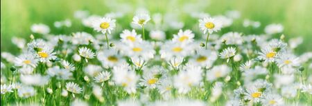 Daisy flower, daisy flowers in meadow, lot of daisies in bloom, beautiful nature in springの写真素材