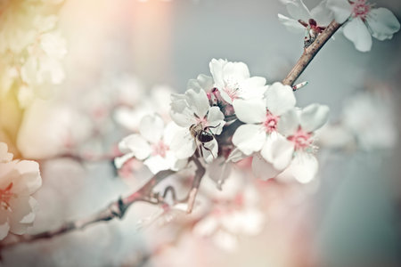 Honey bee collecting pollen, flowering fruit tree, branch in bloom
