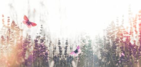 Selective and soft focus on butterfly in lavender garden, beutiful natureの写真素材