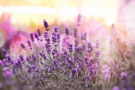 Selective and soft focus on lavender, lavender flowers lit by sunlight in flowerbadの写真素材