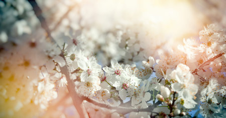 Beautiful nature in spring, branches of fruit in bloom lit by sunlight,