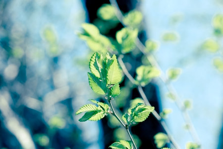 Spring leaves on branch in forest lit by sunlight, beauty in nature