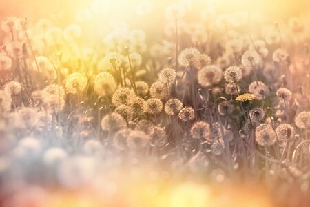 Beautiful nature in spring, dandelion seed in meadow, dandelion seeds in late afternoon lit by sunlight, sunset in meadowの写真素材