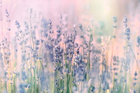 Flowering lavender flower,selective and soft focus on lavender flowersの写真素材