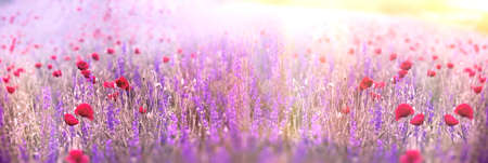 Flowering purple flower and poppy flower in meadow, beautiful landscape, nature in springの写真素材