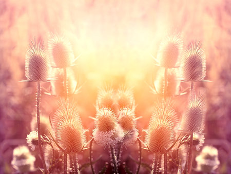 Dry burdock (thistle) lit by sunlight in late afternoon, beautiful nature in autumn