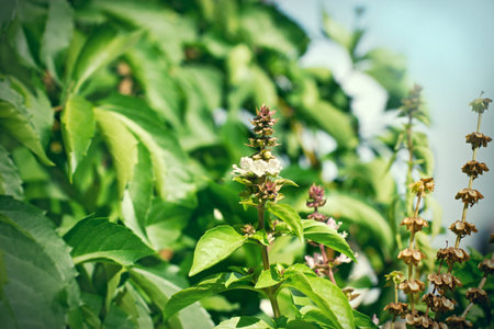 Fresh and dry basil, healthy spice, aromatic seasoning