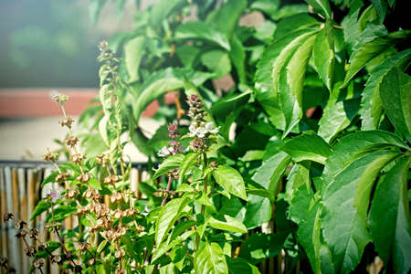 Flowering fresh basil and dry basil in my garden, healthy spice, aromatic seasoningの写真素材