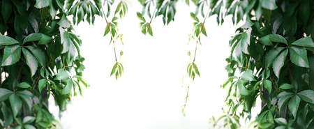 Green leaves on branch, beautiful nature, place for textの写真素材