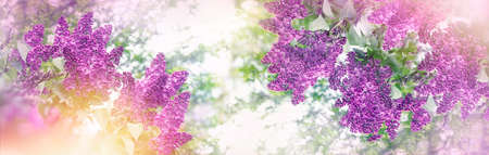 Flower lilac on branch, beautiful nature in springの写真素材