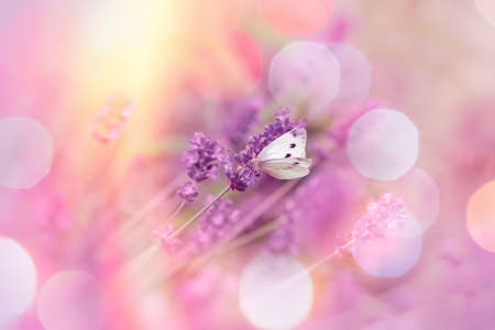 Selective focus on butterfly in lavender gardenの写真素材