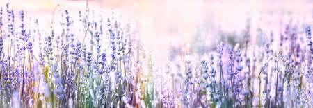 Selective and soft focus on lavender flowers, beautiful lavender flower in flower gardenの写真素材