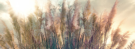 Beautiful, high dry seeds of reed - cane, dry reed, dry cane in meadow lit by sunlightの写真素材