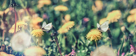 Butterfly on dandelion flower, beautiful nature, butterfly collecting pollen and nectarの写真素材
