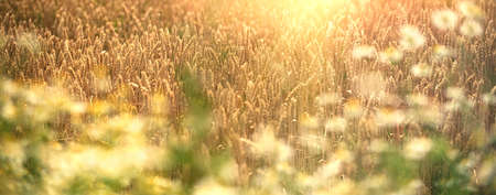 Wheat field in late afternoon, beautiful wheat field landscape, soft focus on daisy flowr in front of wheatの写真素材